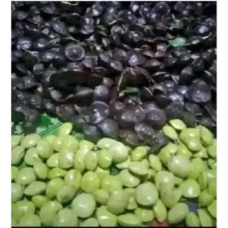 

jengkol muda 500gr dikirim beserta cangkang