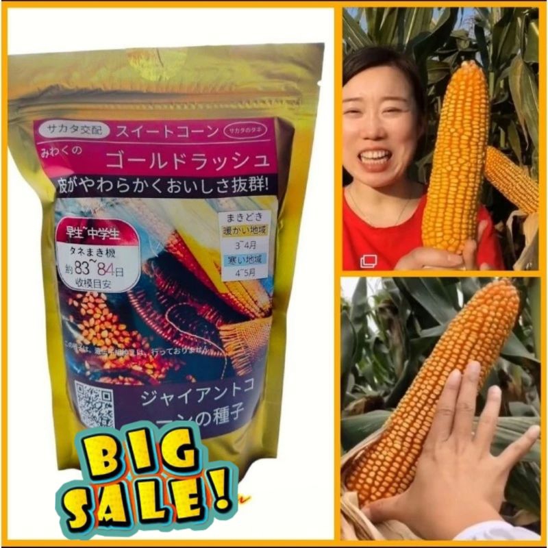 BENIH JAGUNG RAKSASA JEPANG/ BENIH BIJI JAGUNG JEPANG RAKSASA