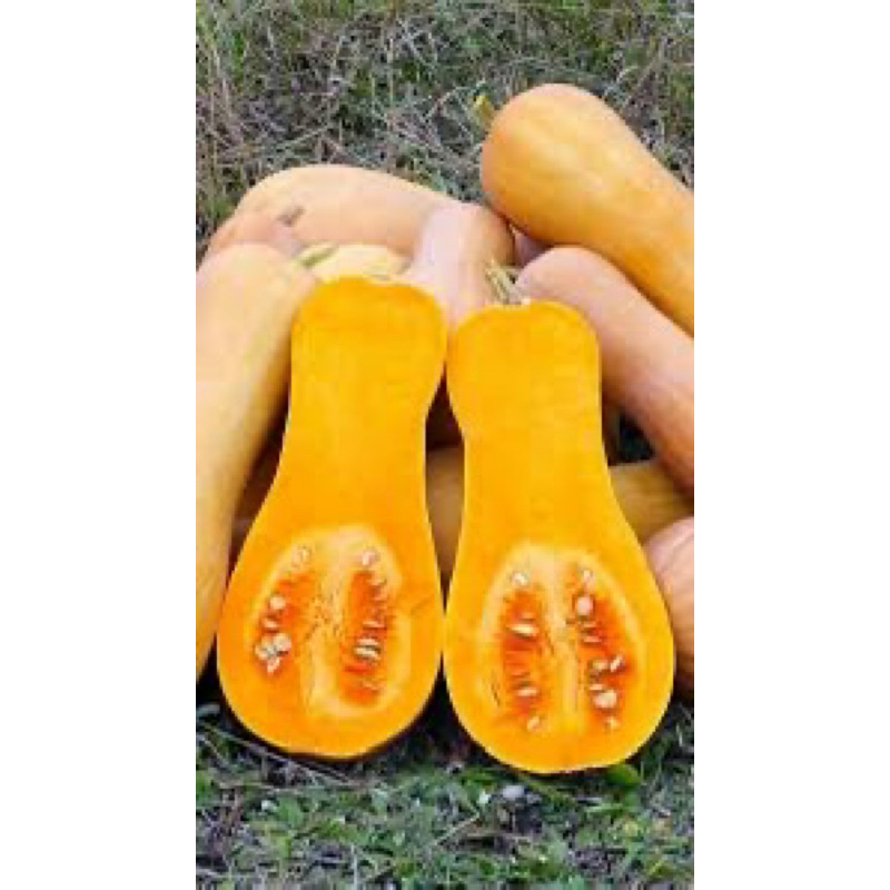 

LABU MADU / BUTTERNUT PUMKIN / TERMURAH