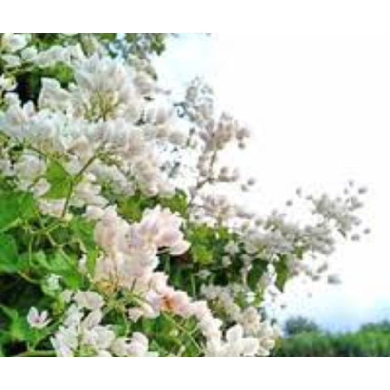 Benih air mata pengantin putih