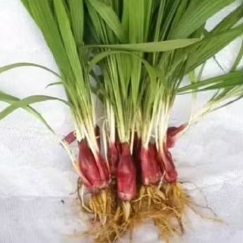 

BAWANG DAYAK ORGANIK PER SIUNG