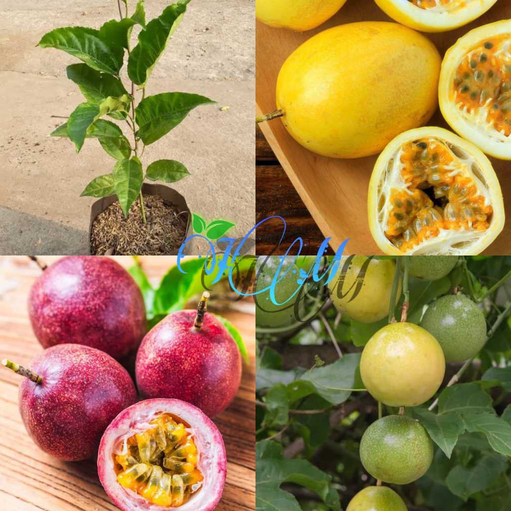 bibit markisa madu super markisa madu manis