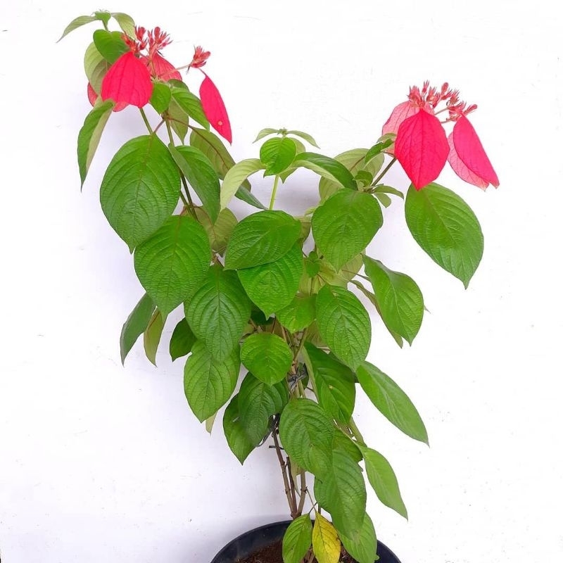 Tanaman Hias Nusa Indah Bunga Merah / Tanaman Bunga Merah Nusa Indah / Tanaman Indoor Nusa Indah Bun