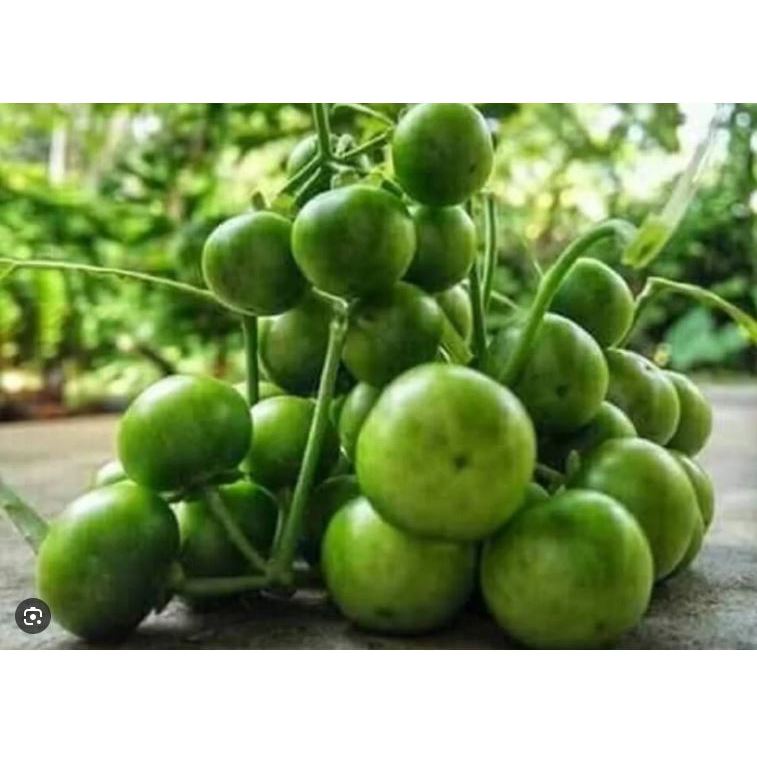 

buah leunca lenca 500gr murah fress