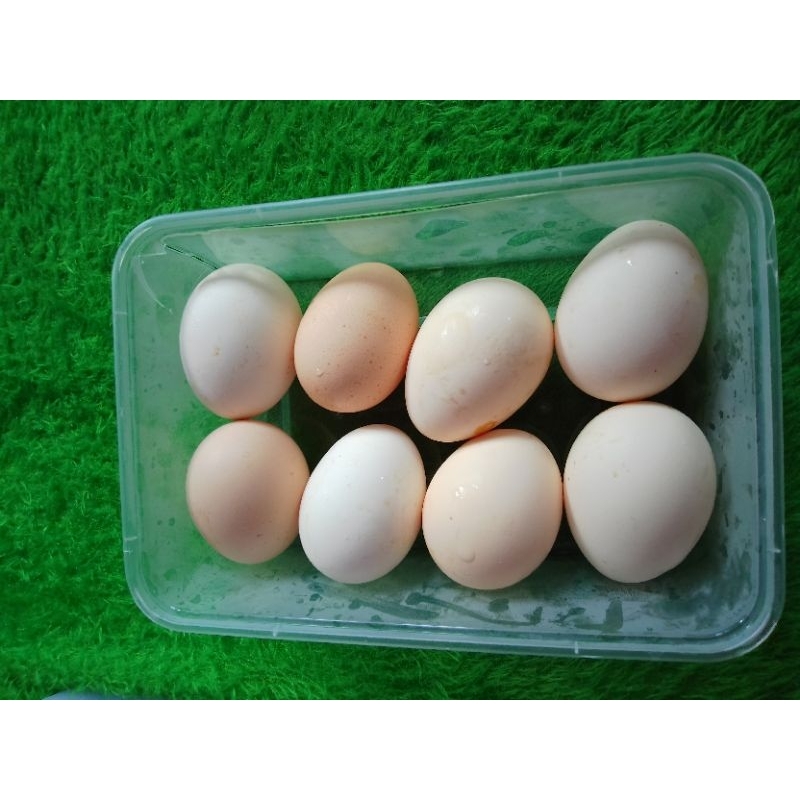 

telur ayam kampung