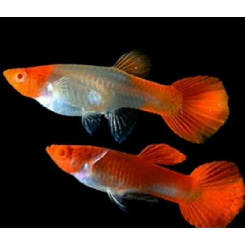 guppy albino koi 1 pasang