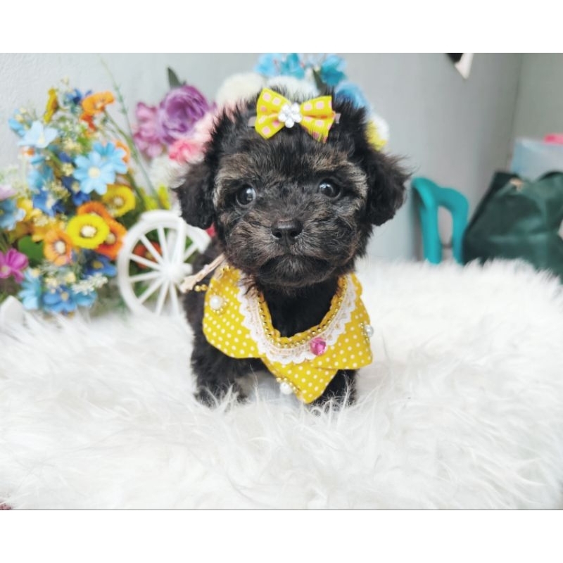 teacup silver poodle female super cute face imut lucu kaki cebol sertifikat resmi PERKIN podel pudel