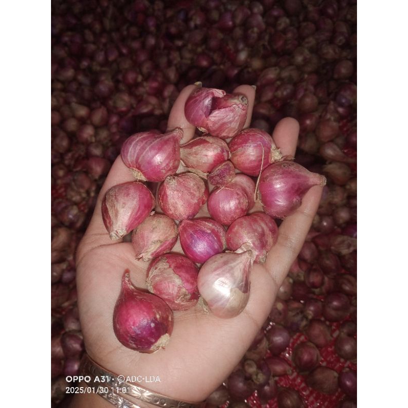 

Bawang Merah Thailand Sedang 1Kg