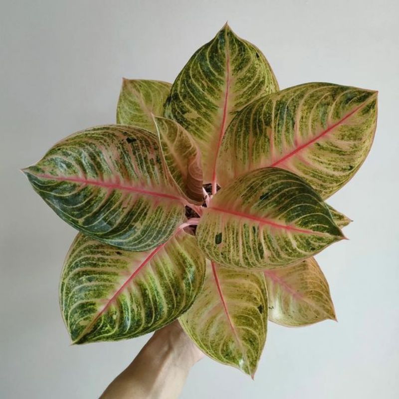 Bonggol aglonema Moonlight bertunas