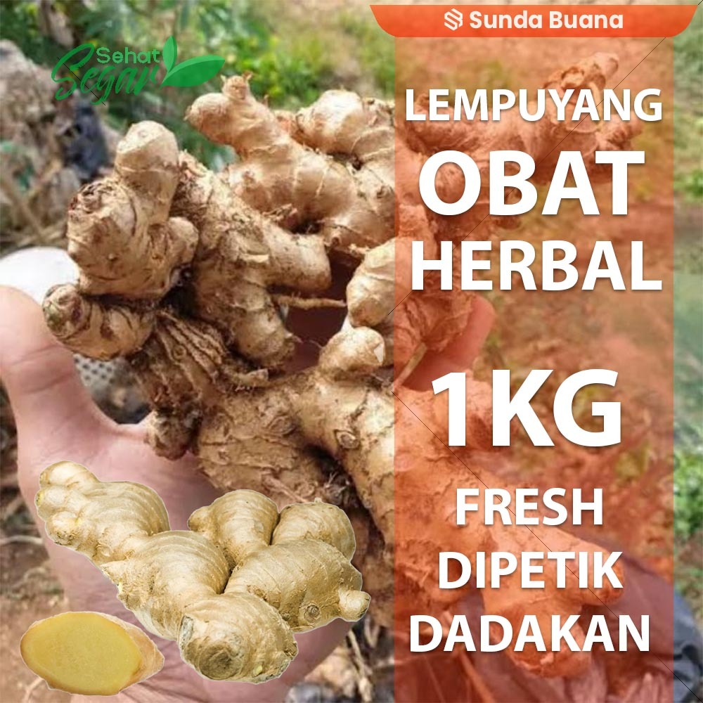 

Lempuyang Segar (Zingiber zerumbet) 1 kg rempah dan herbal alami