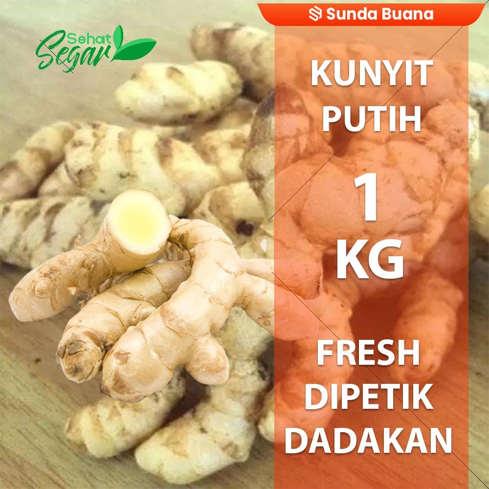 

Temu/Kunyit putih Segar 1 kg rempah dan herbal alami toko sunda buana