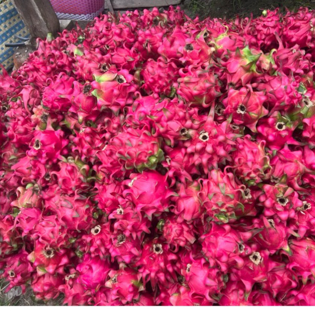 

BUAH BAGA MERAH SEGAR 5kg