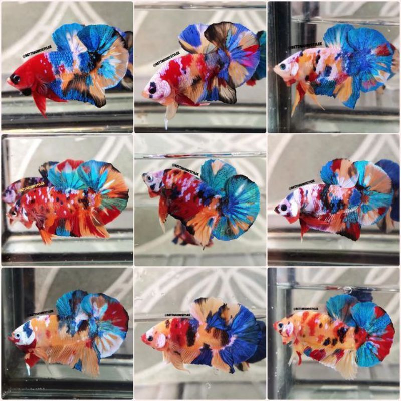 multicolor cupang multicolor,  bisa request