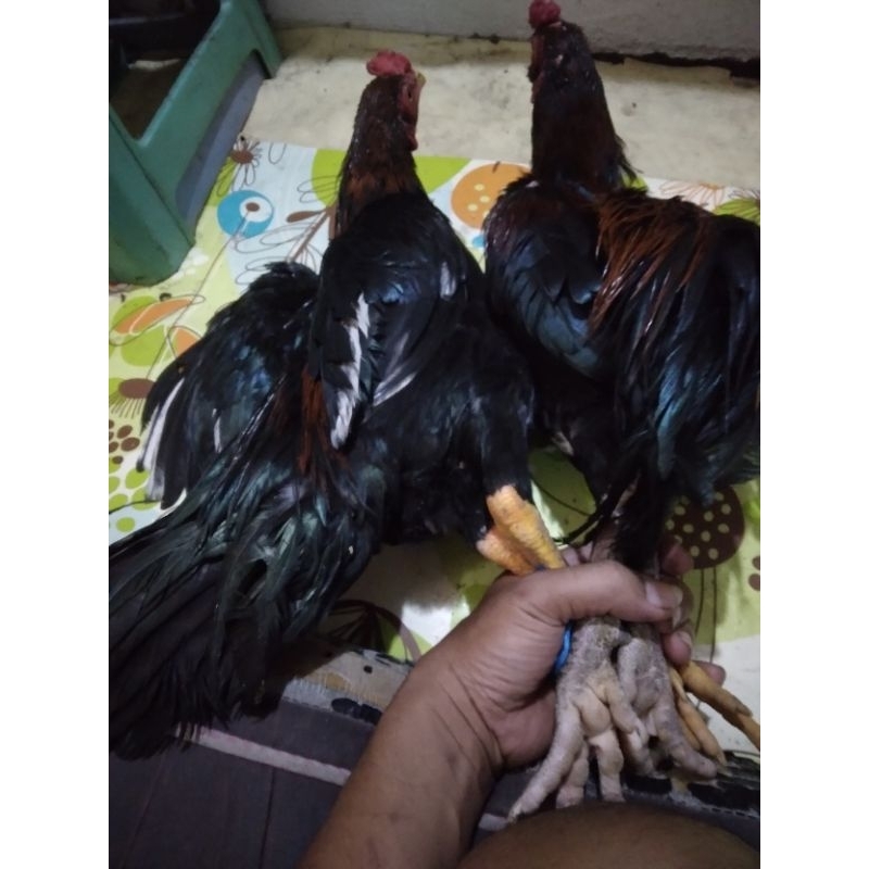ayam kampung asli jago hidup