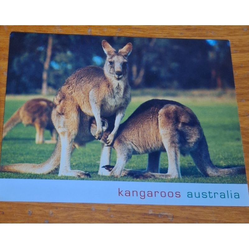 

kartu pos Australia kangguru/kangaroo australia postcard