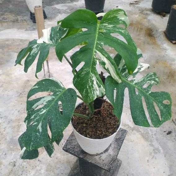 Tanaman Monstera Varigata 6 daun