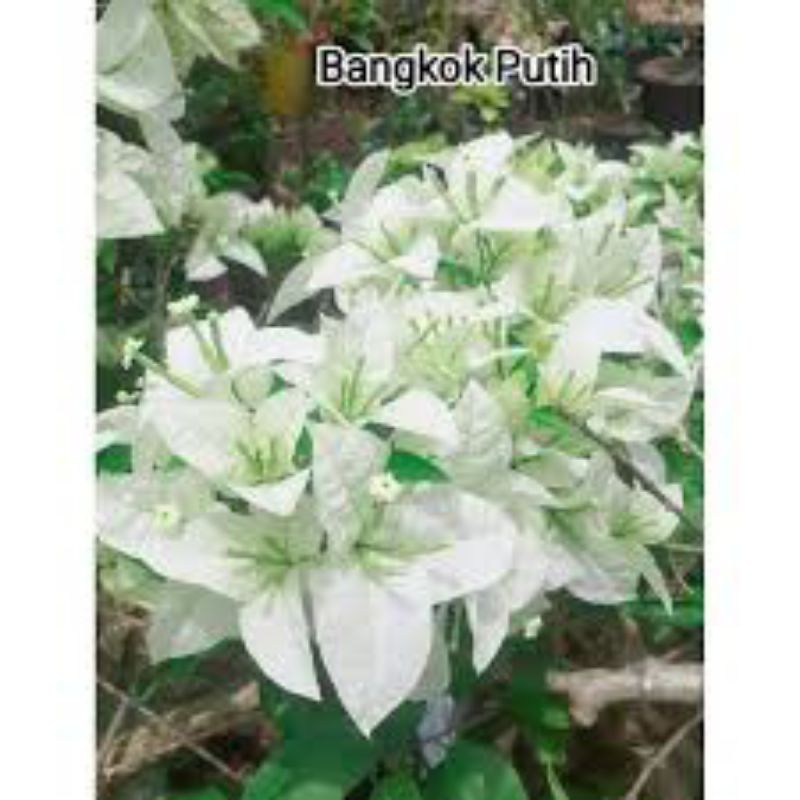bibit bougenville Bangkok putih tisu