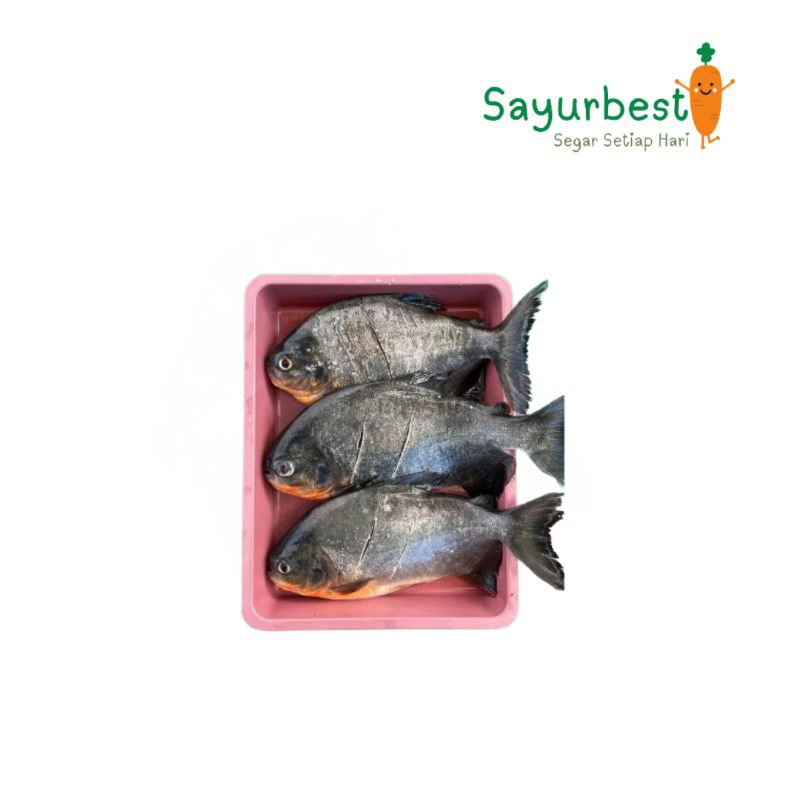 

(PO KIRIM BESOK) Ikan Bawal 500gram
