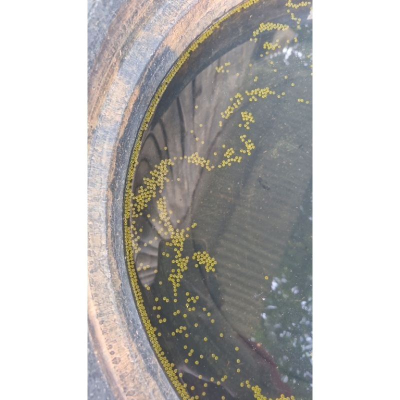 Bergaransi paket 1000 telor/larva gurame soang