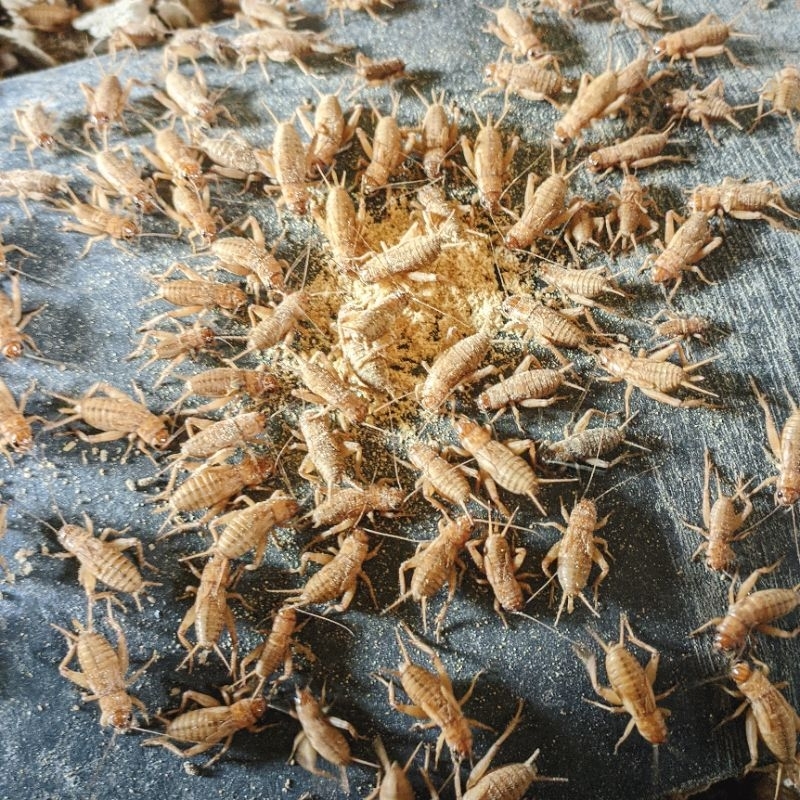 TELUR JANGKRIK MADU KUNYIT 1KG