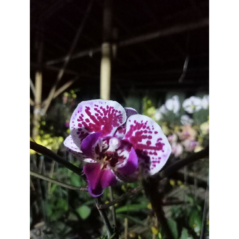 anggrek bulan premium putih bintik ungu biglips phalaenopsis hybrid bunga mini kondisi knop mekar
