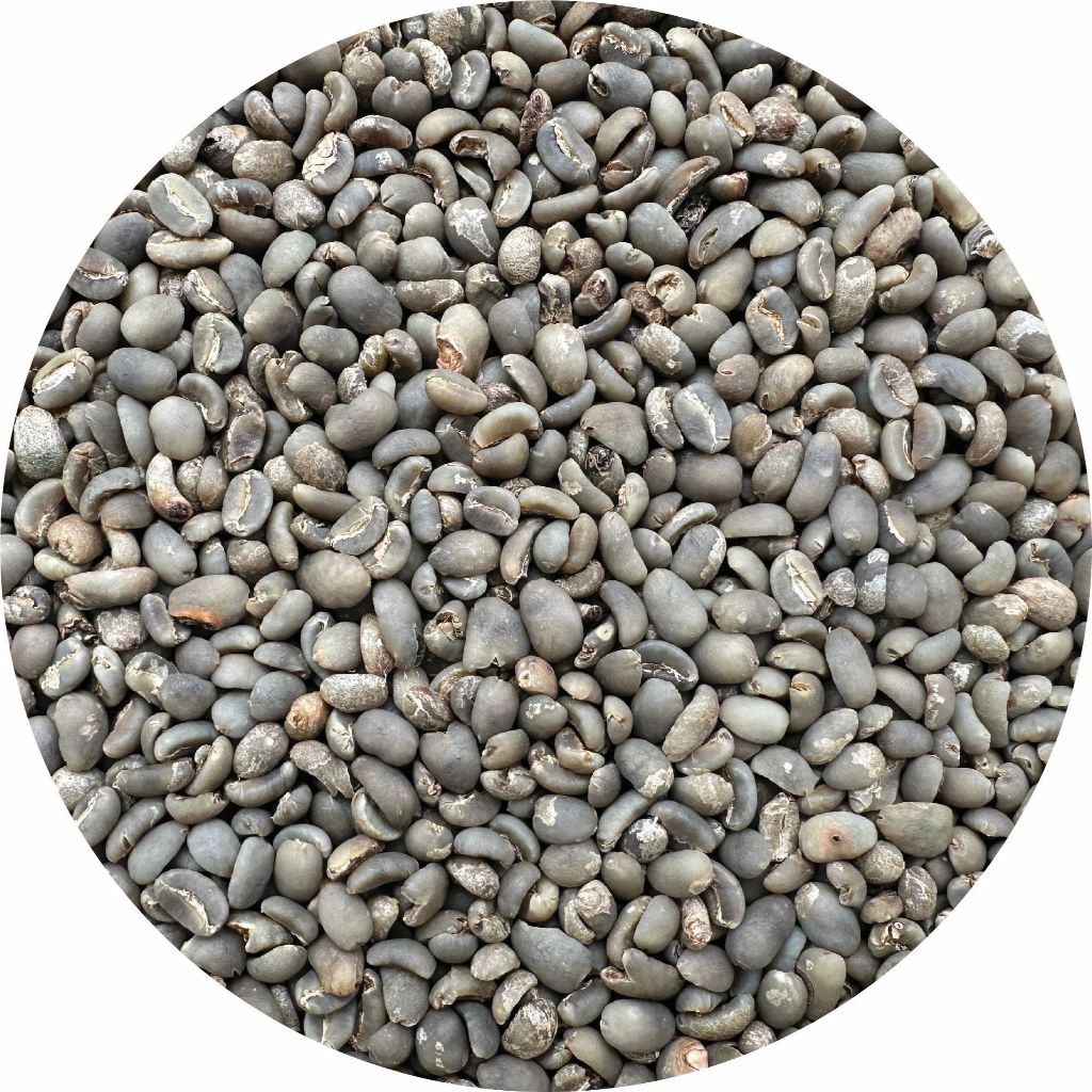 Biji Kopi | Green Bean Single-Origin 100% Arabika Gayo, Grade 3 (Komersial), Semi-Wash, 1 kg