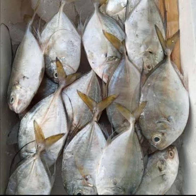 

Ikan Kue Frozen 1 - 1,1 KG / Ikan Kuwe Frozen / Ikan Frozen / Frozen Fish / Ikan Laut