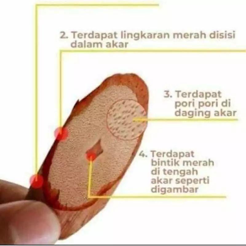 

AKAR BAJAKAH TAMPALA MERAH 250G, ready stok, minuman teh herbal asli Kalimantan.