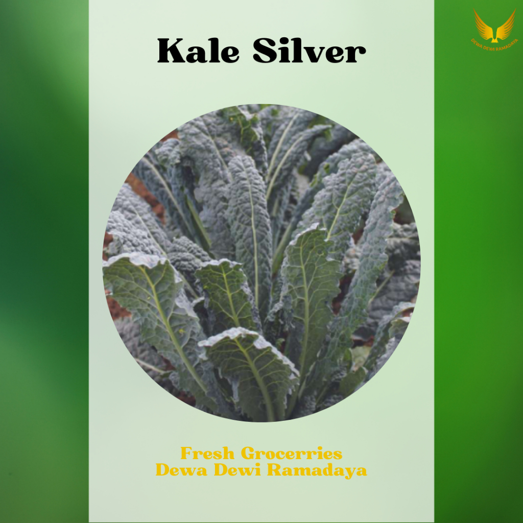 

Kale Silver Organik Dewa Dewi Rama Daya