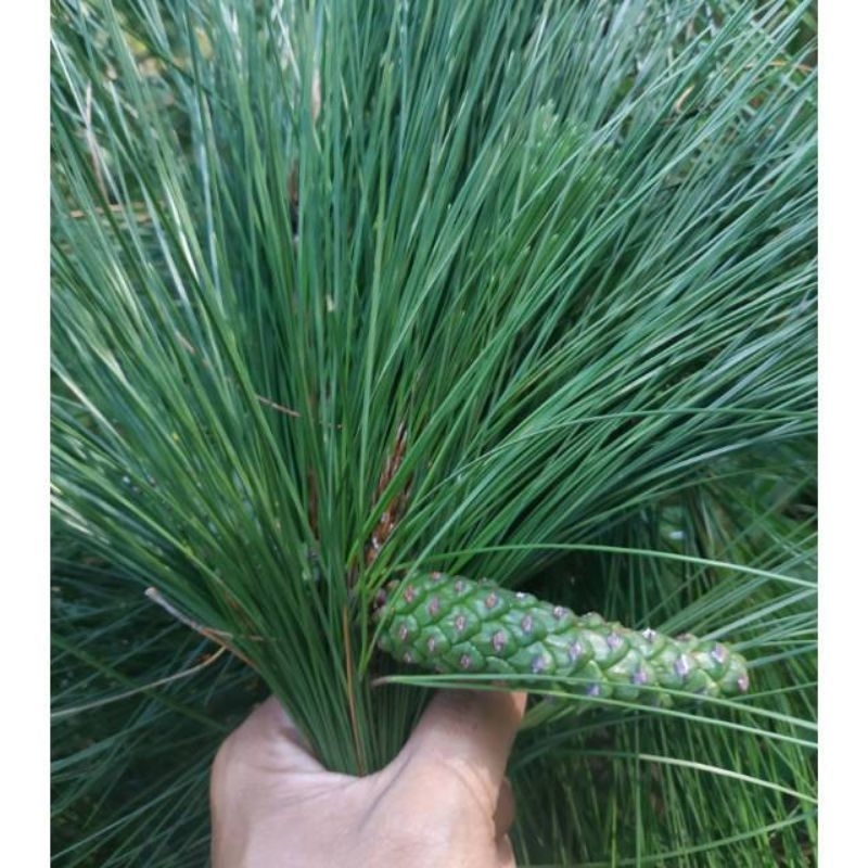 

Daun pinus segar 1kg