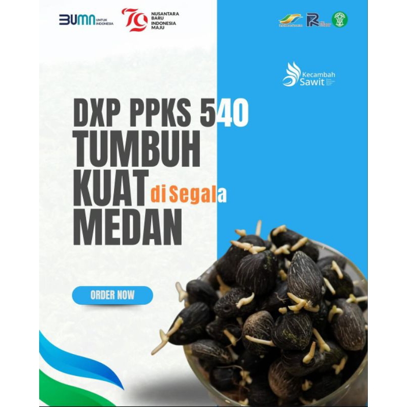 benih bibit sawit PPKS DxP 540 original berkualitas