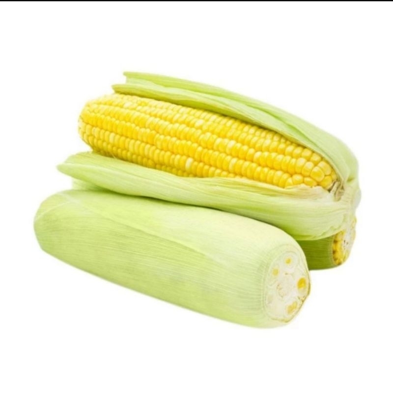 

JAGUNG MANIS SEGAR BERKUALITAS 1 PCS