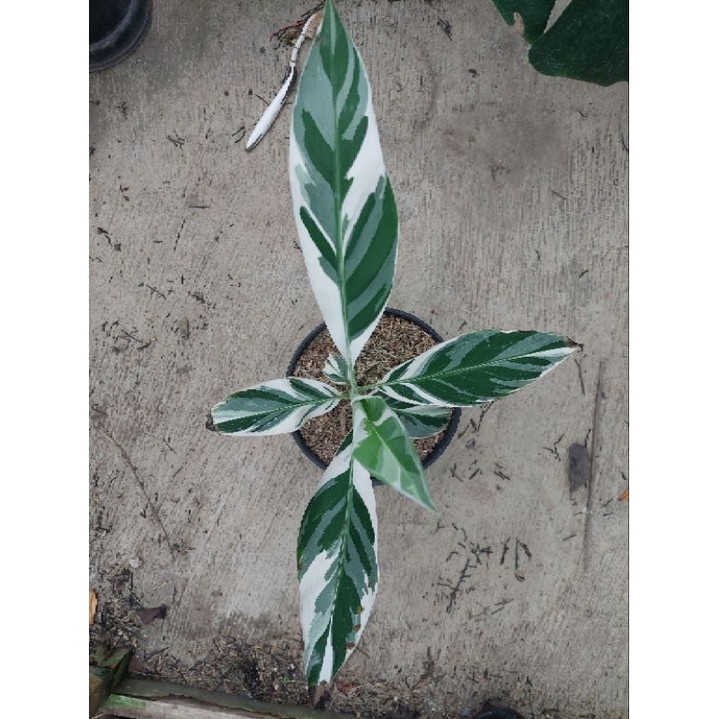 Bibit Tanaman Pisang Variegata Florida / Musaeae Variegata