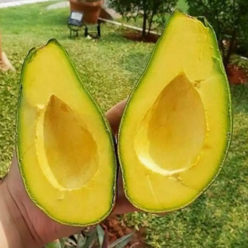 

(1 Kg) Alpukat Mentega isi 3-4 (Mentah)