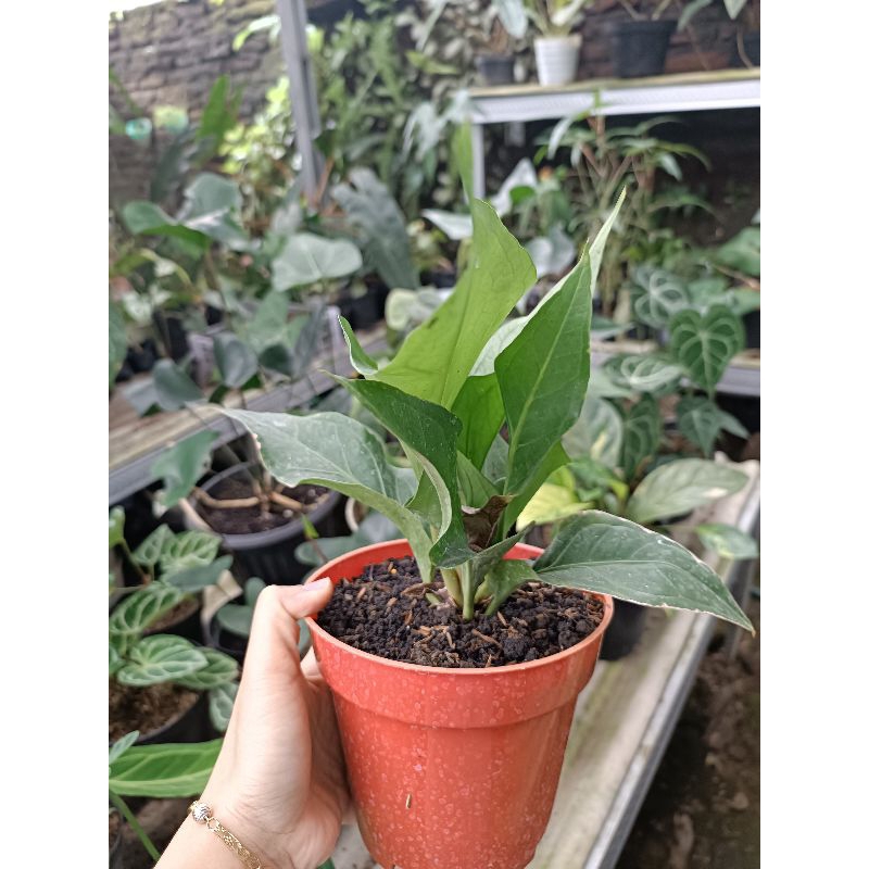 anthurium obor murah