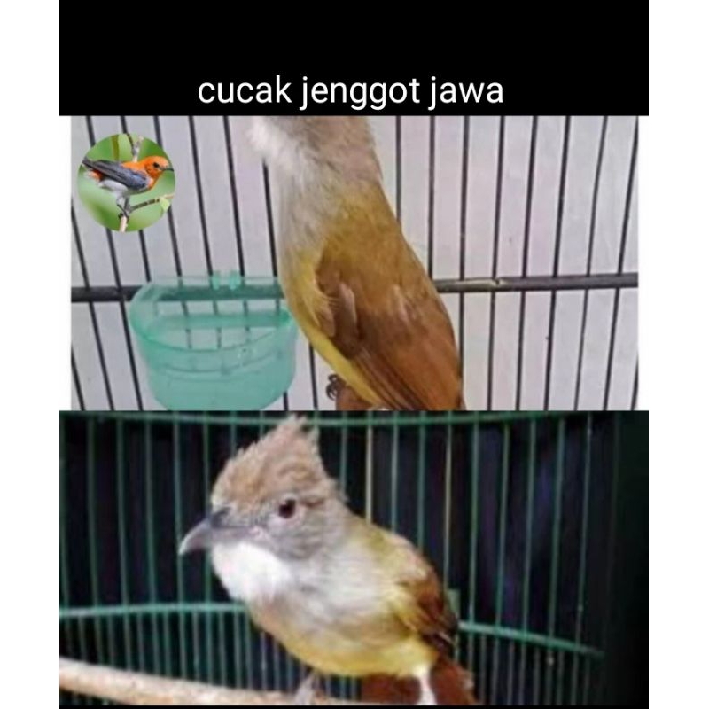 Cucak Jenggot Jawa rawatan