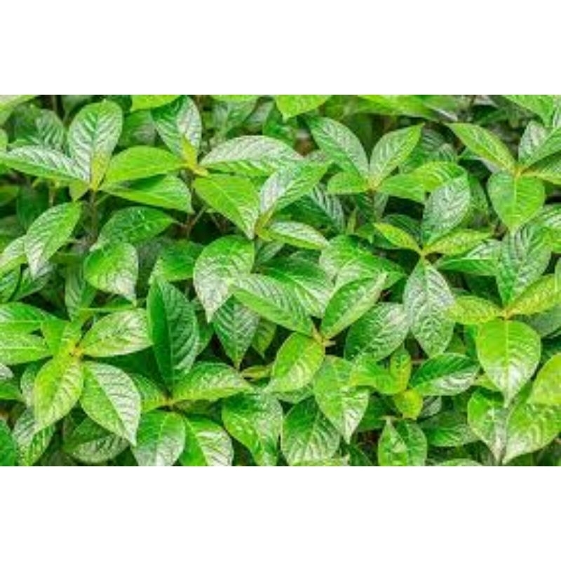 

daun pecah beling 50 pcs