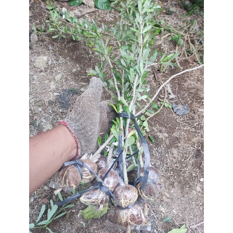 Saeng simbur bunga putih