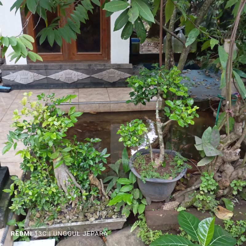 BONSAI SERUT TAMAN