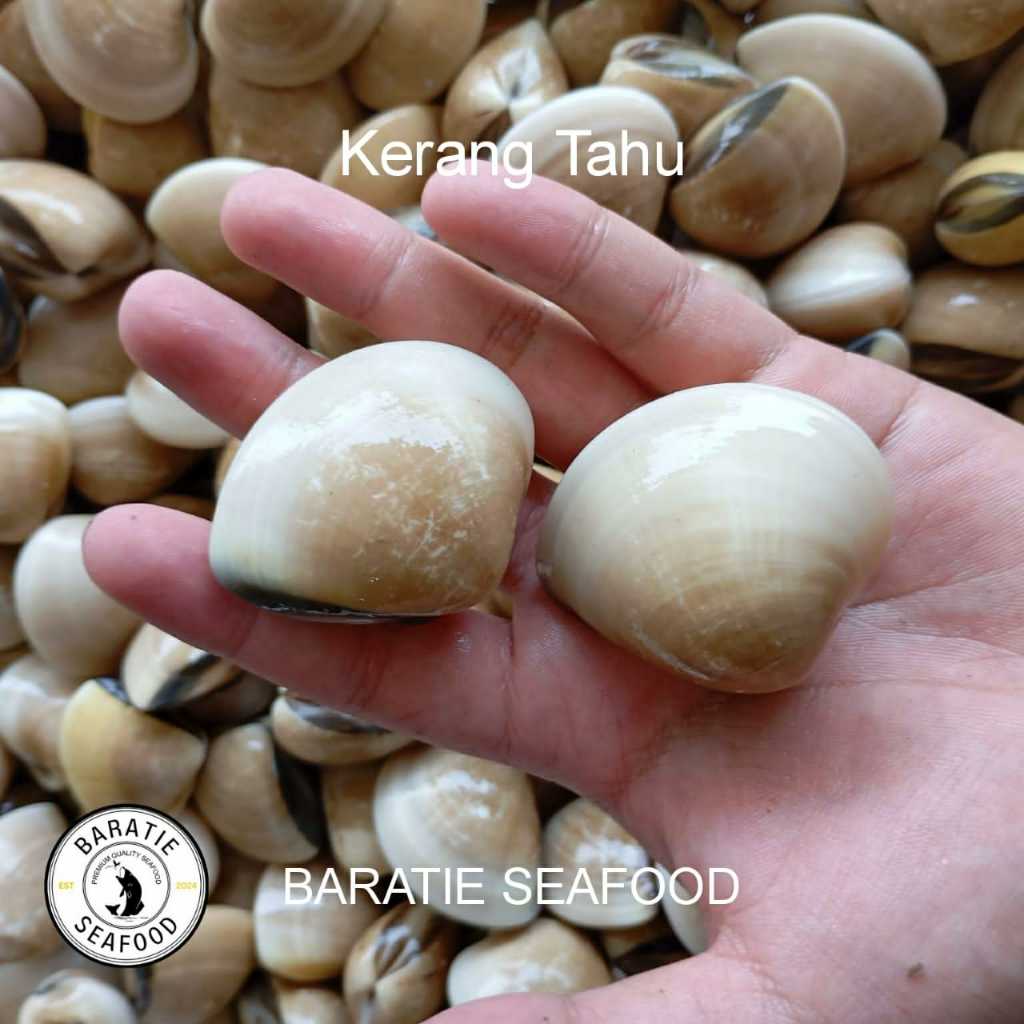 

Kerang Tahu Kepa Hidup/ Kerang Tahu Kepa Live Seafood (1 Kg)