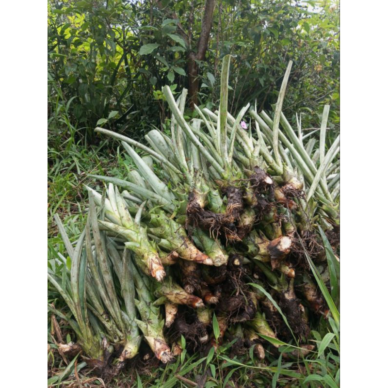 bibit nanas jumbo tanpa duri