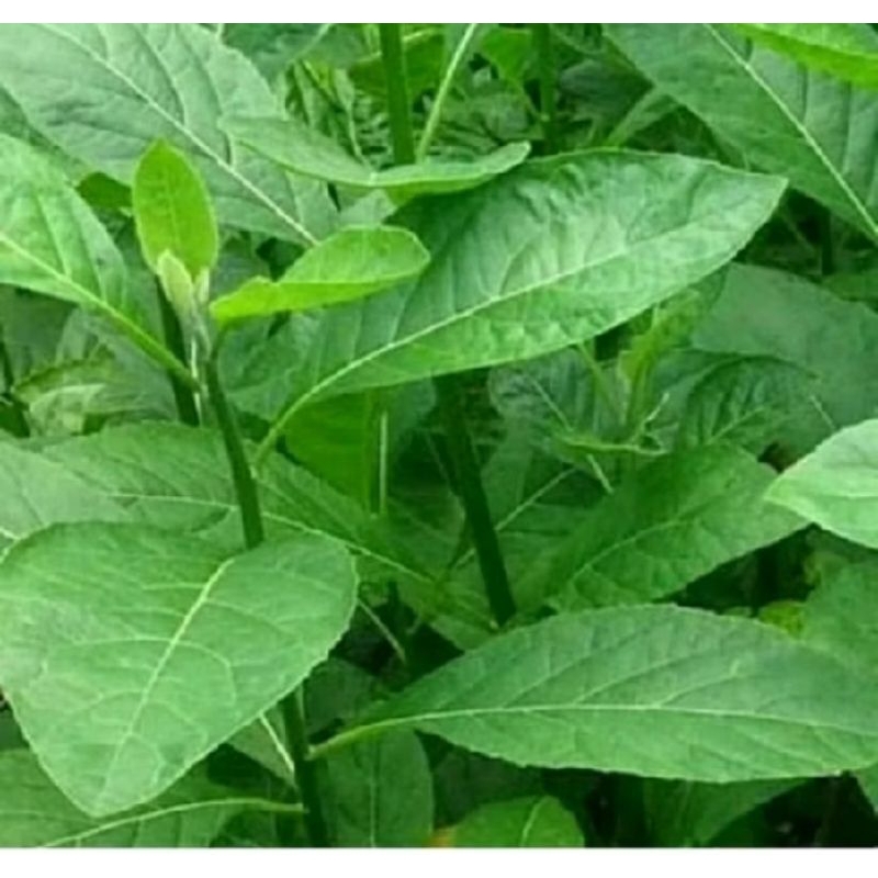 

Daun afrika herbal 500gram segar