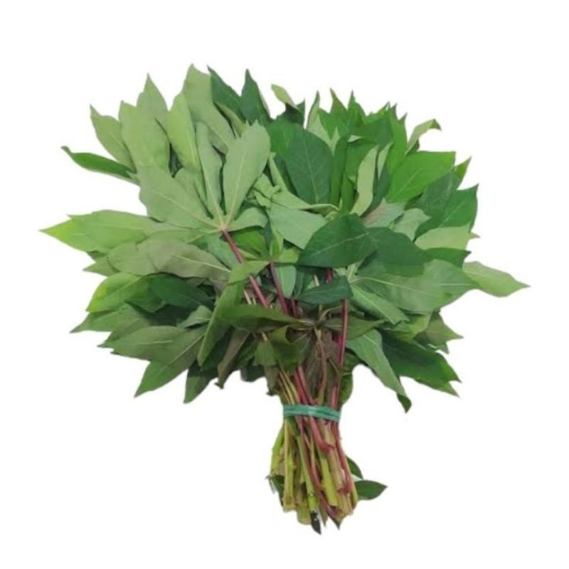 

DAUN SINGKONG SEGAR FRESH