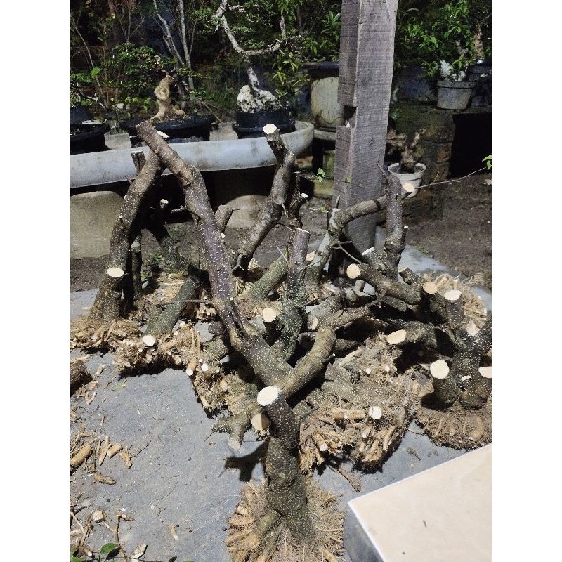 batang putih anting Putri