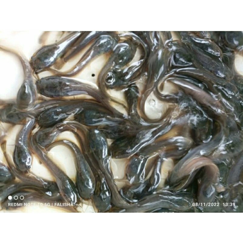 TERLARIS 10  Bibit Lele 2-3 cm garansi pengirima