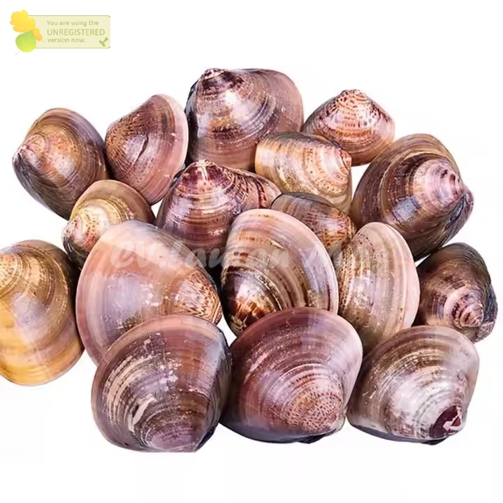 

Kerang Sempreng Segar Kerang Sempreng Kerang Kepah Utuh 1Kg