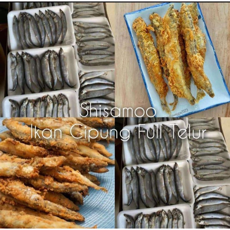 

Ikan shisamo ikan cipung