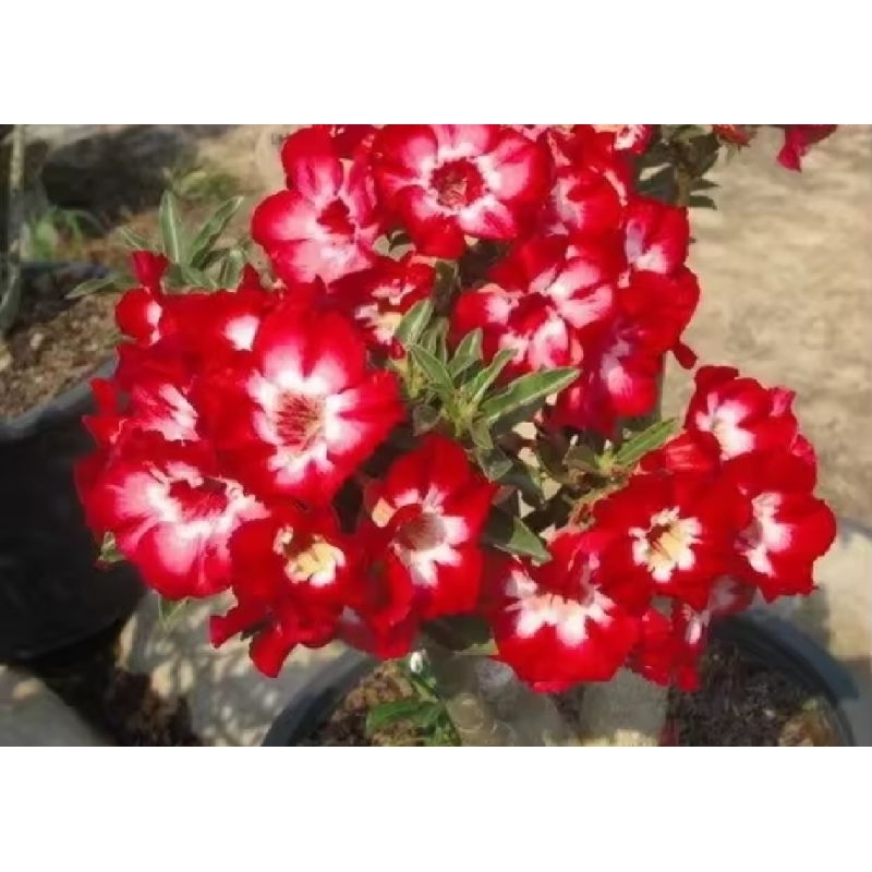 bibit adenium Kamboja Jepang bunga tumpuk red bibit adenium Kamboja Jepang bunga tumpuk red