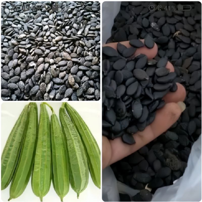 

Benih Gambas Oyong SUPER kemasan per 100 biji