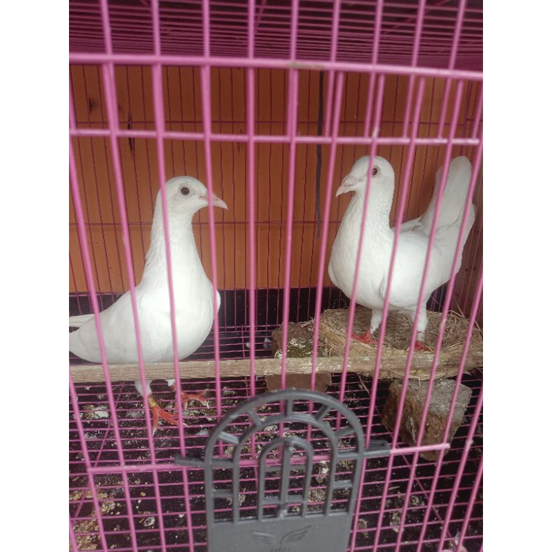 Indukan Merpati Pos Putih Salju